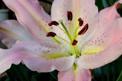 iTonksPhoto025